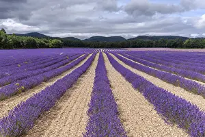Framed Print : Lavender Fields in Bloom Print - Provence, Pays de Sault Framed Print : Lavender Fields in Bloom Print - Provence, Pays de Sault
