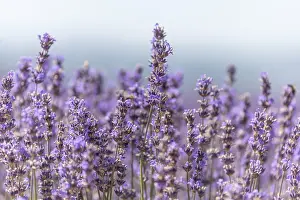 Provence Landscape Photography Prints: Lavender fields in bloom in Provence