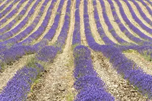 Framed Print : Lavender Fields in Bloom Print Framed Print : Lavender Fields in Bloom Print