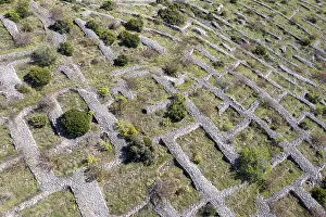 Hvar Island Landscape Photography Prints: Lavender fields in front of flowering