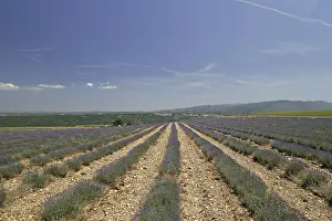 Prints of Lavender fields at Mont Ventoux Vaucluse Prints: Lavender Fields Print at Mont Ventoux