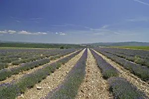 Prints of Lavender fields at Mont Ventoux Vaucluse Prints: Lavender Fields at Mont Ventoux Print