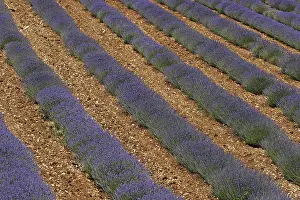 Agricultural Landscape Photo Prints: Lavender fields near Sault