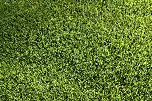 Green Meadow Prints: Lawn