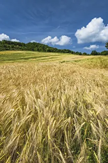 Agricultural Landscape Prints: Lazy summer day at wheat fields