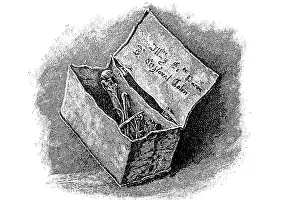 Marine Animal Illustration Prints: Lead coffin with the bones of Christopher Columbus