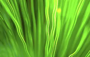 Nature Macro Photography Prints: Leaf