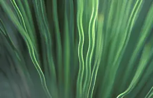 Leaf Structure Details Prints: Leaf