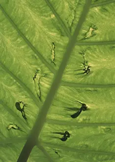 Close Up Plant Details Prints: Leaf
