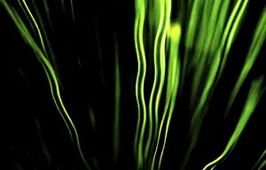 Close Up Leaf Structure Prints: Leaf
