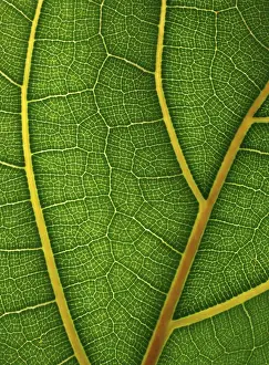Geometric Floral Decoration Prints: Leaf detail