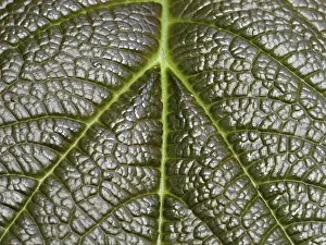 Close Up Plant Detail Prints: Leaf detail