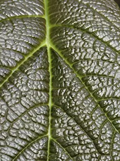 No People Close Up Shot Prints: Leaf detail