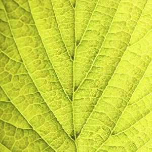 Deserted Tree Environment Prints: Leaf background very close up for design