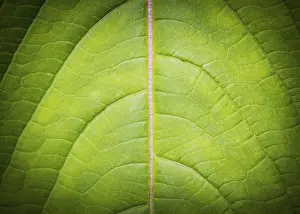 Macro Photography Prints: Leaf background and texture low key macro