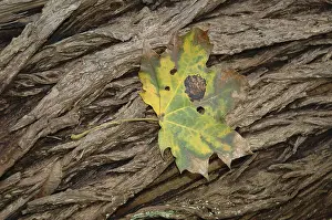 Empty Autumn Landscape Prints: Leaf on bark