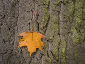 European Autumn Scene Prints: A leaf on the bark of a tree in autumn