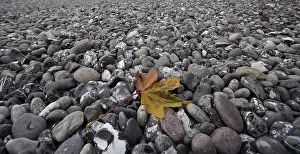Rugen Island Nature Scene Prints: Leaf on the beach