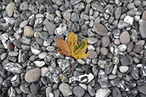 Rgen Island Nature Scene Prints: Leaf on the beach