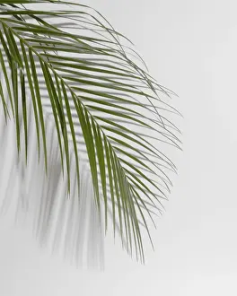 Close Up Desert Plants Prints: Leaf branch with shadow close up3