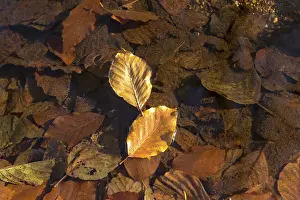 Full Frame Nature Photography Prints: Leaf of a Common beech (Fagus Sylvatica) on the water surface