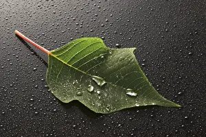 Close Up Leaf Prints: Leaf covered with water or dew drops