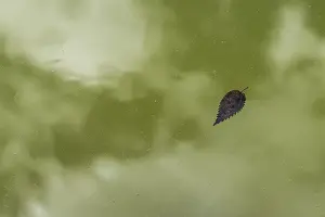 Deserted European Waterfront Prints: Leaf floating on greenish pond surface