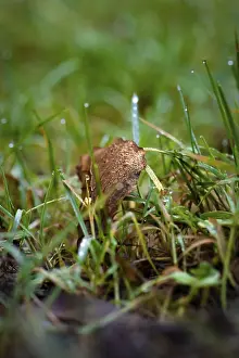 Baden Wurttemberg Landscapes Prints: Leaf in the grass, Black Forest