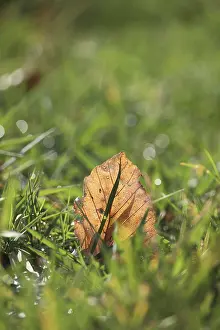 Images Dated 1st March 2024: Brown Leaf on Green Grass Print