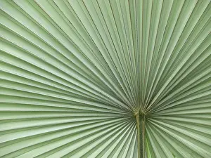 Leaf Structure Prints: Leaf, leaf structure, leaf structures