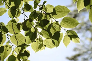 Green Landscape Prints: Leaf, leaves, tree, spring, forest