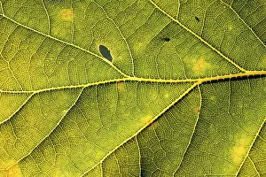 Bavarian Deciduous Trees Prints: Leaf of an oak, after-image of the leaf structure against the light