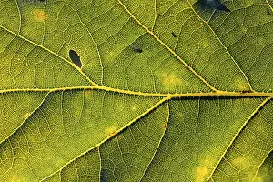 Backlighting In Nature Prints: Leaf of an oak, after-image of the leaf structure against the light
