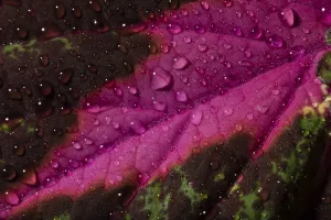 Close Up Plant Detail Prints: Leaf detail of a painted nettle