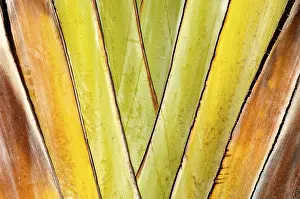 Palm Leaf Structure Prints: Leaf of a palm