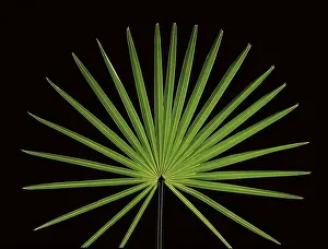 Indoor Plants Prints: Leaf of a palm tree in front of a black backdrop