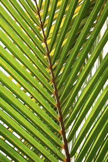 Close Up Palm Leaf Prints: Detail of leaf of a palm tree with single