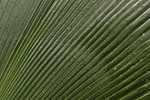 Empty Beach With Palm Trees Prints: Leaf of a palm tree with water drops