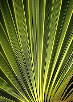 Deserted Palm Trees Prints: Leaf of the palmtree