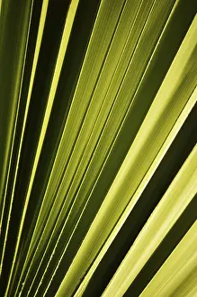 Deserted Palm Trees Prints: Leaf of the palmtree