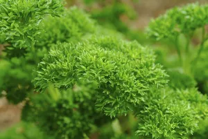 Kitchen Spice Plant Prints: Leaf of parsley close up
