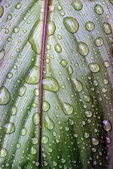 North Rhine Westphalia Nature Scenes Prints: Leaf of a plant with raindrops