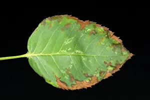 Studio Shot Of Roses Prints: Leaf from a rose with Anthracnose