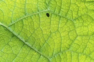 Close Up Leaf Prints: A leaf with a small hole in it