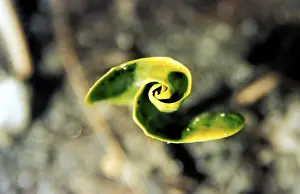 Fresh Green Vegetation Prints: Leaf spiral