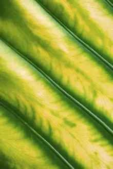 Nature Botany Images Prints: Leaf structure