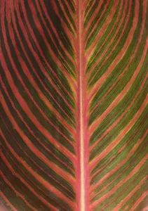 Bavaria Germany Botany Prints: Leaf structure of a Canna (Canna)