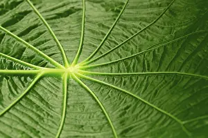 Large Emerald Green Leaves Prints: Leaf structure, Capeeba (Pothomorphe peltata)