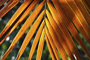 Botany Images Prints: LEAF, STRUCTURE, LEAF STRUCTURES