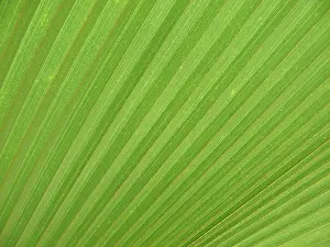 Green Leaf Structure Prints: LEAF, STRUCTURE, LEAF STRUCTURES